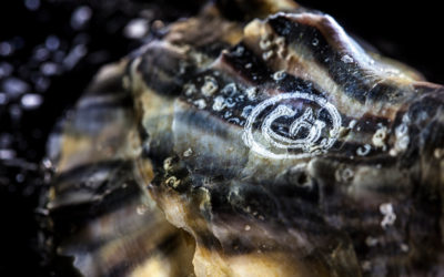 Comprar ostras Gillardeau de calidad gourmet